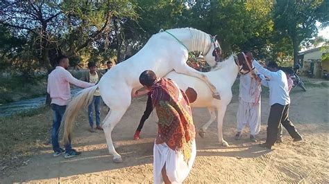 man fucks horse|Man deep fucks horse and enjoys the best orgasm .